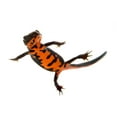 thumbnail image 2 of Swimming Fire Bellied Newt Wall Decal by Wallmonkeys Peel and Stick Graphic (48 in W x 32 in H) WM222482, 2 of 4