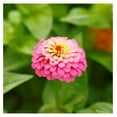Zinnia Seeds Pumila/Cut & Come Again Mix, NonGMO Seeds for Planting