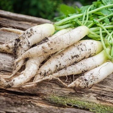 White Icicle Radish Seeds - 8 Gram Packet - Heirloom Garden Seeds, Non-GMO - Vegetable Gardening and Micro Greens - Mild Radishes