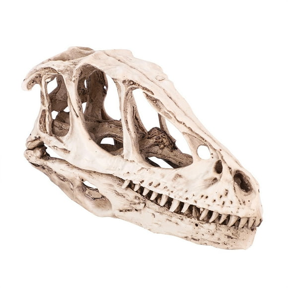 Dinosaur Skull Model, High Simulation Resin Dinosaur Skull, Decoration For Office Living Room Desktop