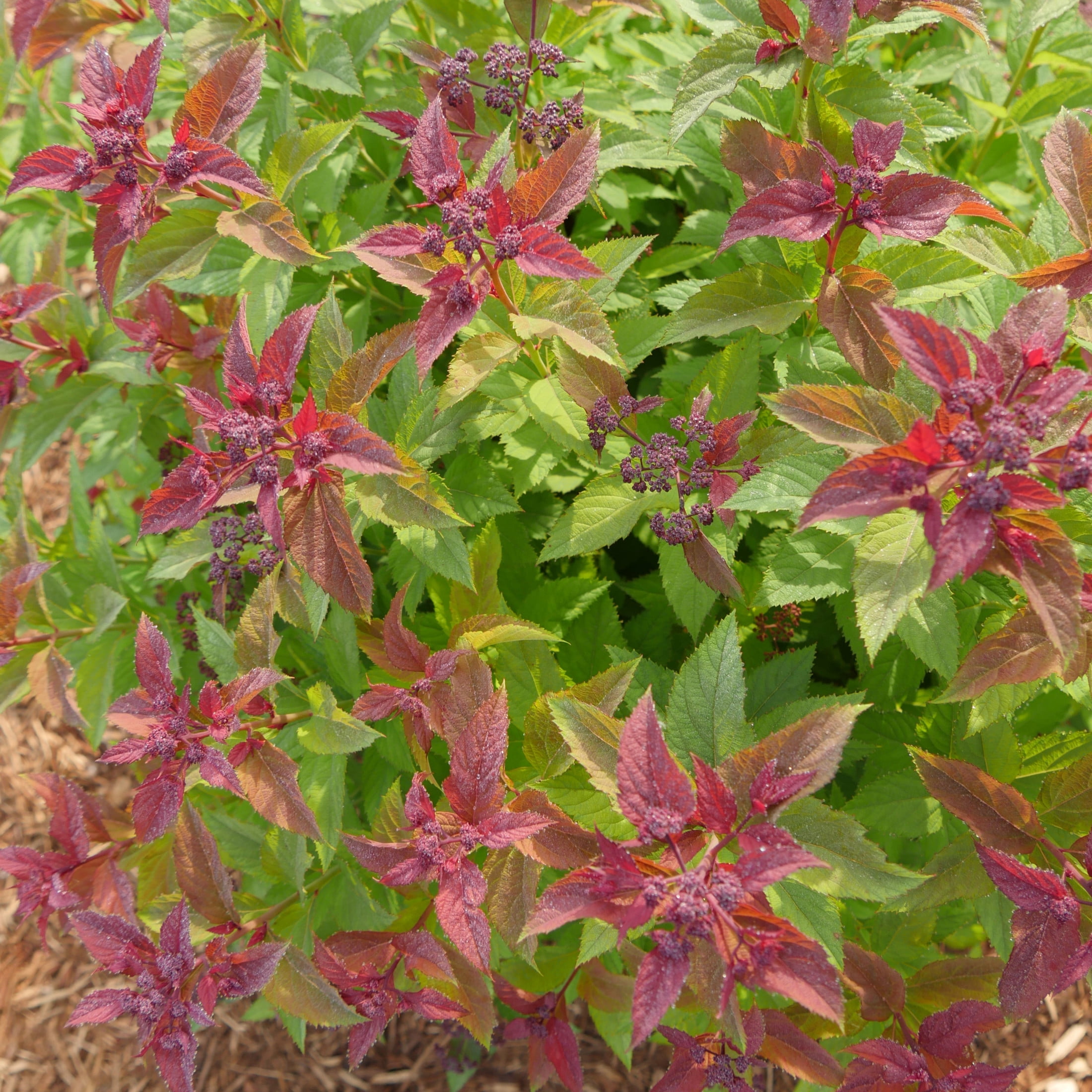 Proven Winners ColorChoice 5" Pink Double Play Gold Spirea Live Plant in 4.5" Pot (4 Count)