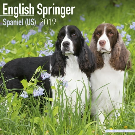 English Springer Spaniel Calendar 2019 English Springer Spaniel Dog Breed Calendar English Springer Spaniels Premium Wall Calendar 2018 2019 - 