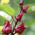 thumbnail image 4 of Set 50 Roselle Seeds, Roselle Hibiscus Seeds, Red Hibiscus for Outdoor Garden, 4 of 5