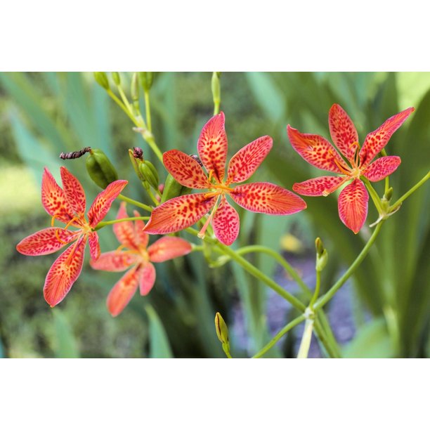 lily Fantastic Oriental Lily Collection | Breck's Bulbs Canada