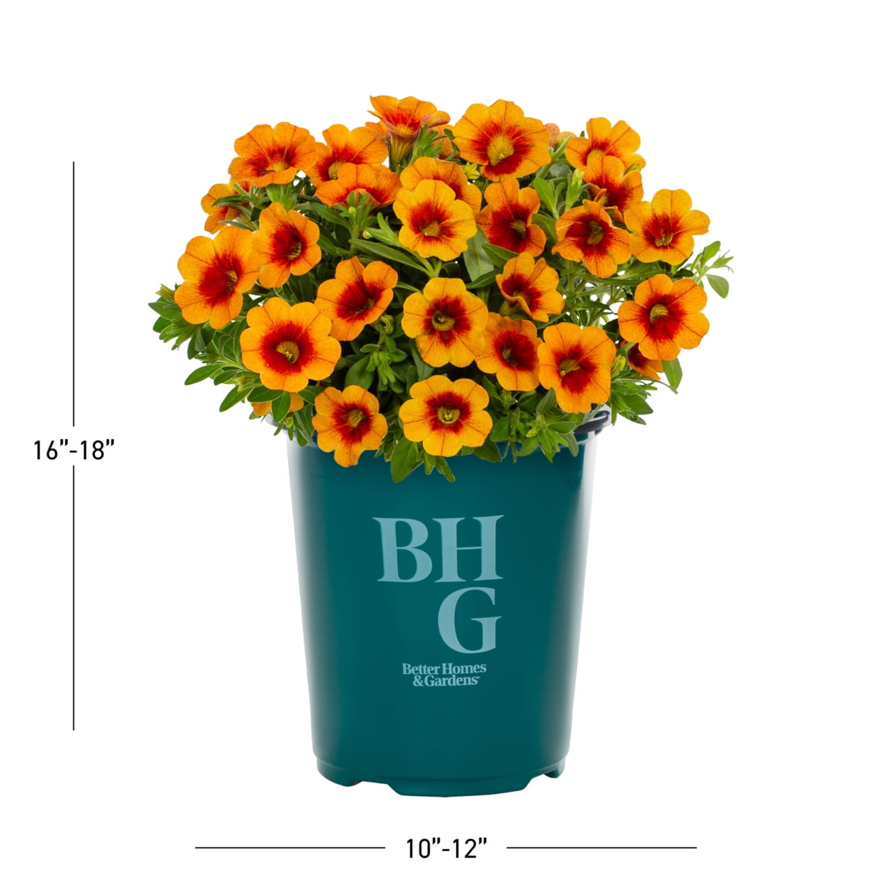 Better Homes & Gardens 1.5PT Orange Calibrachoa Live Annual Plant Sun 5-Pack