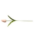 thumbnail image 4 of Toystoory Mini flor artificial, lirio único, tulipán, flor monarca, flor falsa de PU, decoración para el hogar y la Oficina, decoración para Flores artificiales Rosa claro Toystoory HA6563-05B, 4 of 6