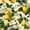 Color 1, variant on Peel and Stick Wallpaper Summer lemon branch flowers bees 24in x 118in Contact Paper Removable Self Adhesive Wall Mural Wall Decor for Bedroom Kitchen Cabinets