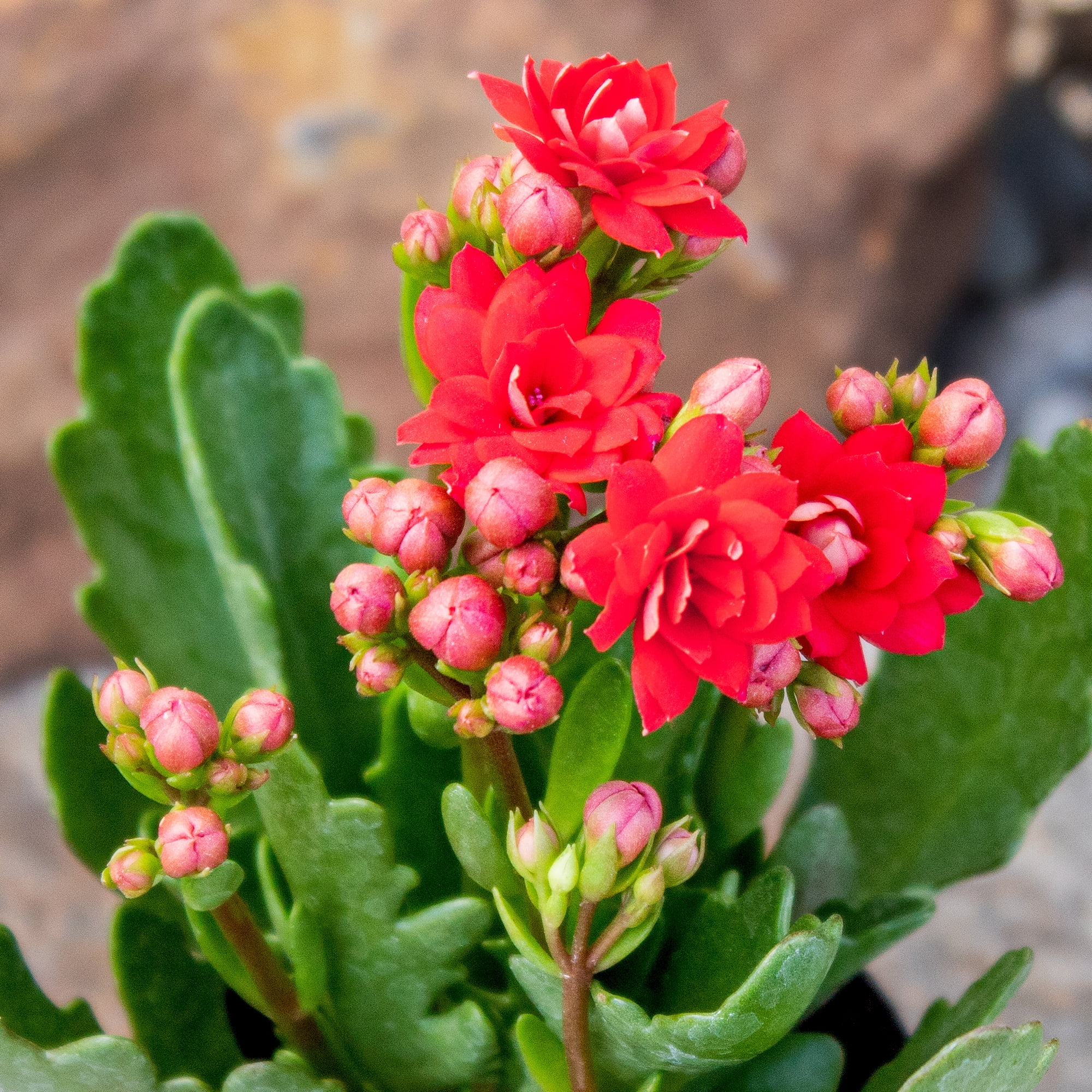 Element Live Plant Kalanchoe Blossfeldiana Succulent Assorted Color in 4in Pot
