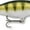 Yellow Perch, variant on Rapala Shad Rap 05 Crankbait Fishing Lure 2" 3/16 oz Yellow Perch