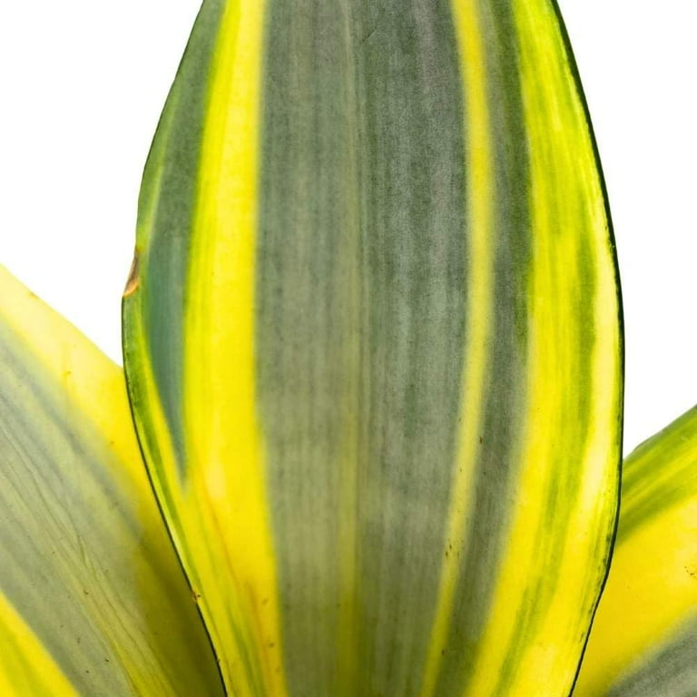 Florida House Plants 4 inch Sansevieria Ghost Live Plants in Pot, Dracaena  Hybrid Snake Plant - Walmart.com
