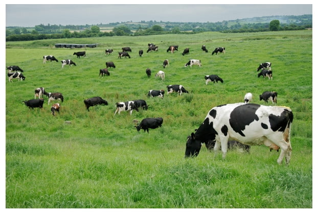 Natures Seed 1 Acre Mid-West//Mid-Atlantic Poultry Pasture Blend
