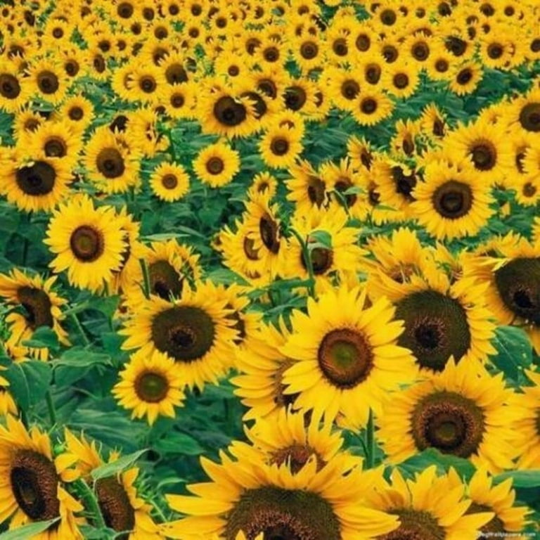 Bulk Sunflower Seeds for Planting, Heirloom, Giant Mammoth Mix for Outdoor  Home Garden, 1000+ Seeds - Walmart.com