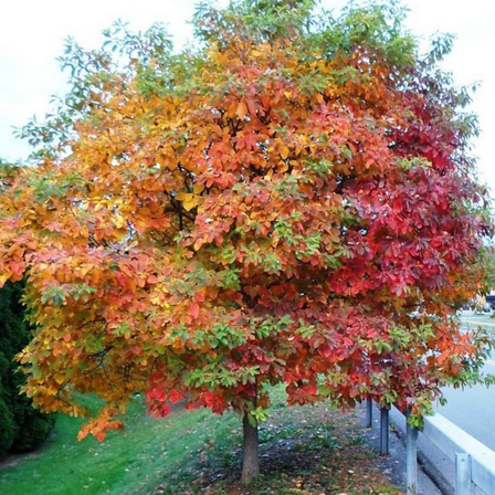 Live Sassafras Tree Plant, 8 to 10 inches Tall, Fragant Sassafras Plant for Outdoor Gardening, Dormant