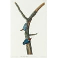 thumbnail image 2 of Audubon, John James 17x24 White Modern Wood Framed Museum Art Print Titled - Brown-headed Nuthatch, 2 of 4