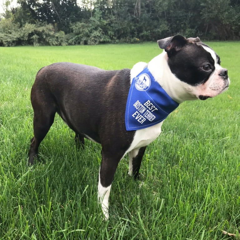 Best collar for boston terrier cheap