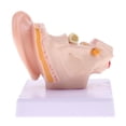 thumbnail image 3 of Modelo de Simulación de Articulación de Oído de Escritorio Profesional Baoblaze 1.5 Veces, 3 of 7