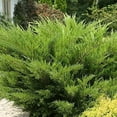 thumbnail image 5 of Sea Green Juniper - 2 Live Gallon Size Plants - Juniperus Chinensis - Drought Tolerant Cold Hardy Evergreen Border Screening Shrub, 5 of 9