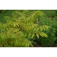thumbnail image 2 of Tiger Eyes® Sumac, 2 of 6