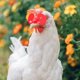 thumbnail image 3 of 100 piezas Peepers de pollo Calavas de aves, 3 of 6