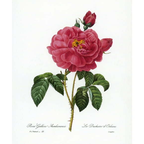 Rosa Gallica. /Nengraving After A Painting By Pierre Joseph Redout_ For His "Choix Des Plus Belles Fleurs," Paris, 1833. Poster Print by  (18 x 24)