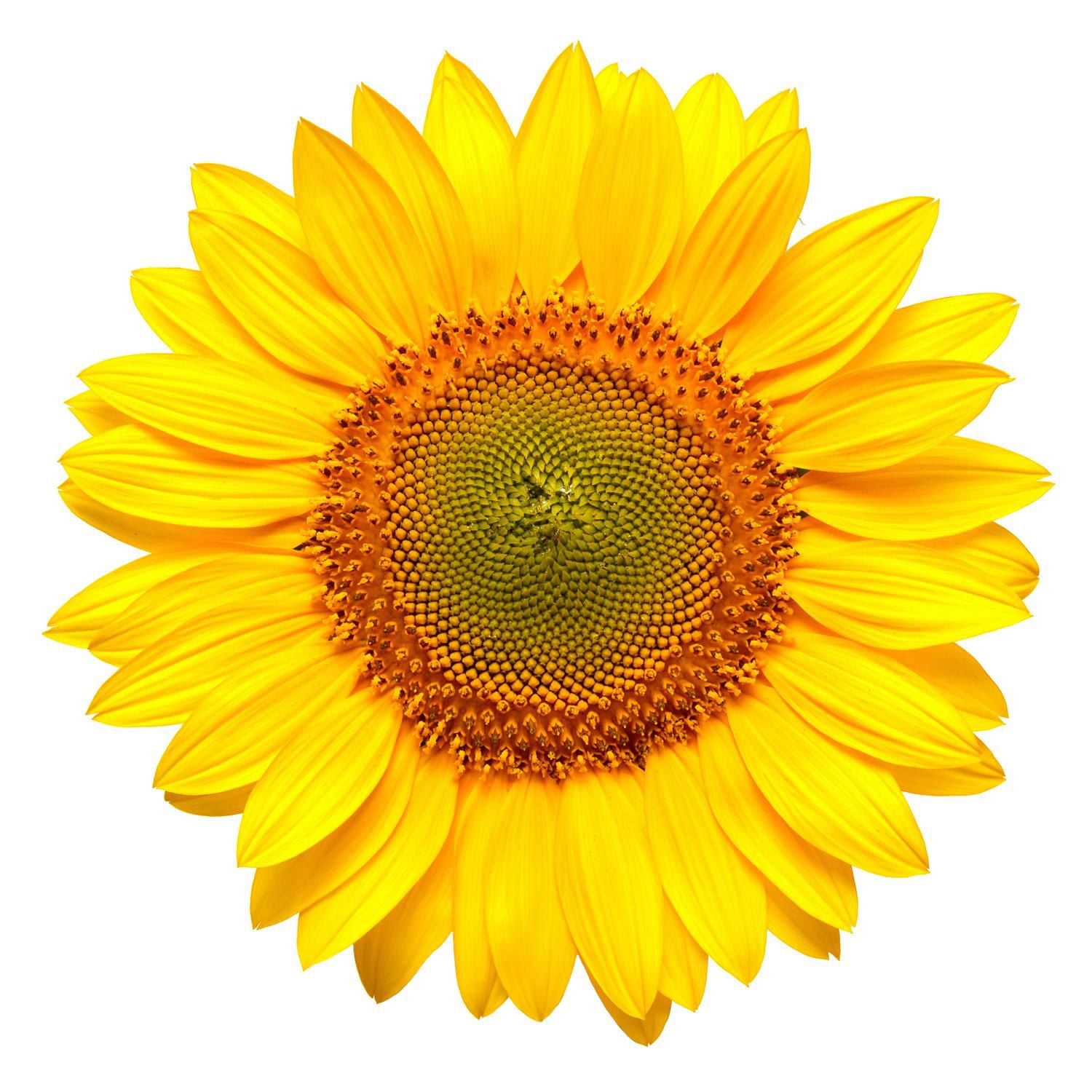 dippity-do Girls with Curls Curl-Boost Spray, 200ml