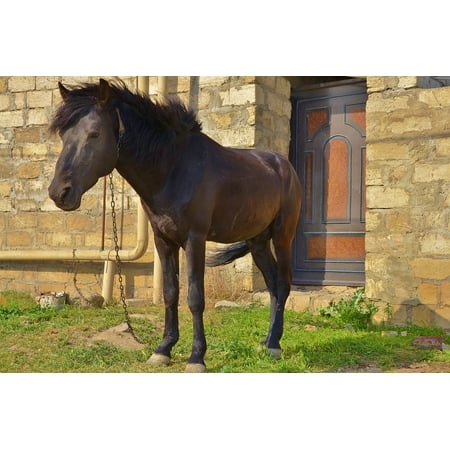 Wild Horses Peel - Peel-n-Stick Poster of Horse Wild Mammal Horseback Summer Animal Ranch Poster 24x16 Adhesive Sticker Poster Print