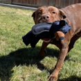 thumbnail image 3 of Unbreaka Bear Dog Toy - Incredibly Durable Teddy Bear 2.0, 3 of 5