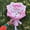 Pink, variant on My Melody Kuromi Plush Bouquet Stuffed Cinnamoroll Plush Dolls Christmas Day Birthday Gift