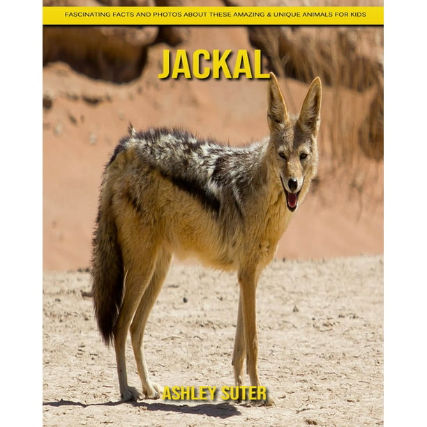 Jackal : Fascinating Facts and Photos about These Amazing & Unique Animals  for Kids (Paperback) 