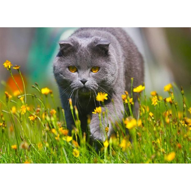 Taladro de pintura de diamante (DE4516) 5D Full Walking Cat DIY punto de cruz Animal Decor 40x50cm Hugtrwg Para estrenar