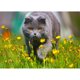thumbnail image 1 of Taladro de pintura de diamante (DE4516) 5D Full Walking Cat DIY punto de cruz Animal Decor 40x50cm Hugtrwg Para estrenar, 1 of 1