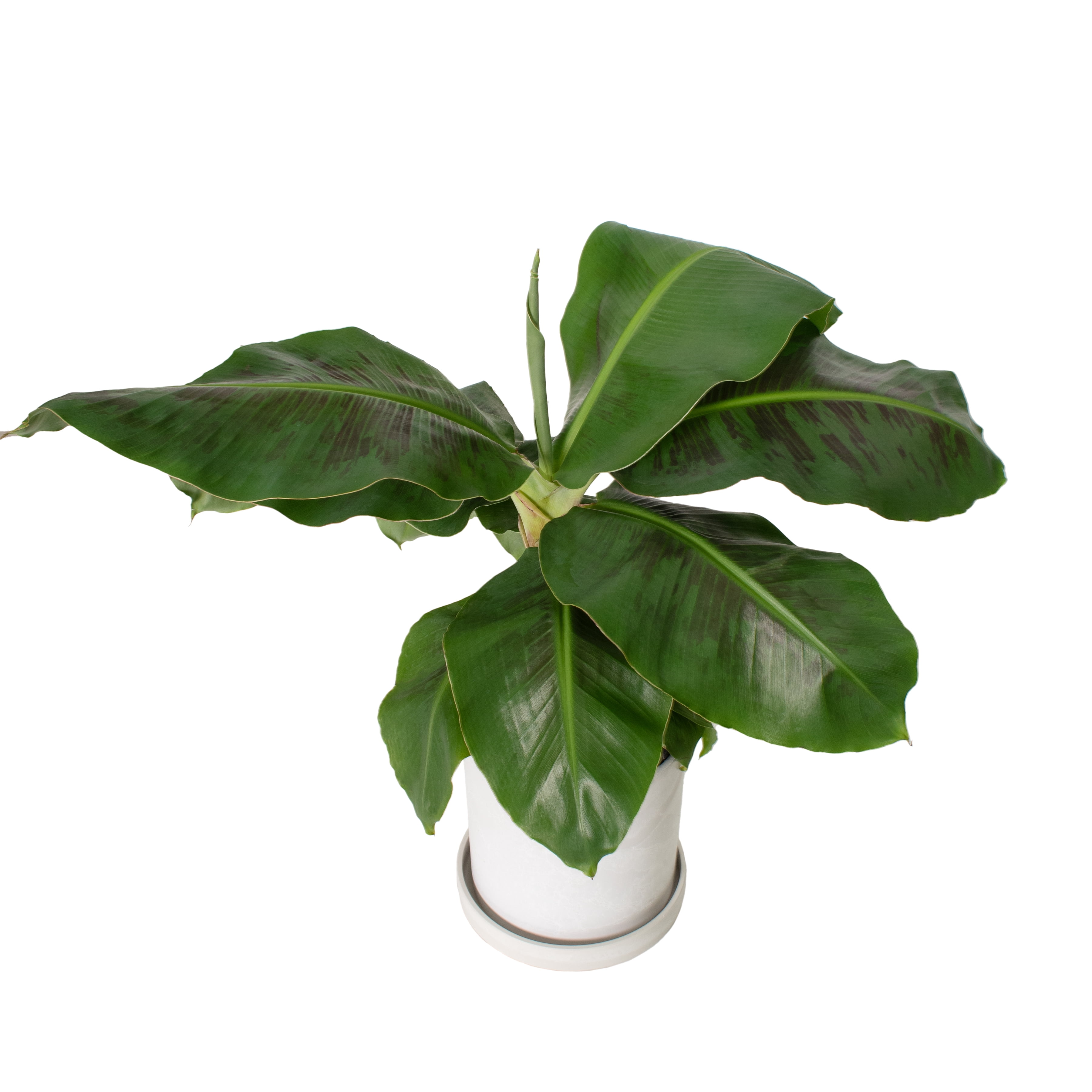 Plant with Purpose 7 in. Stonewash Recycled Planter w/saucer and 8 in. Banana Dwarf Cavendish