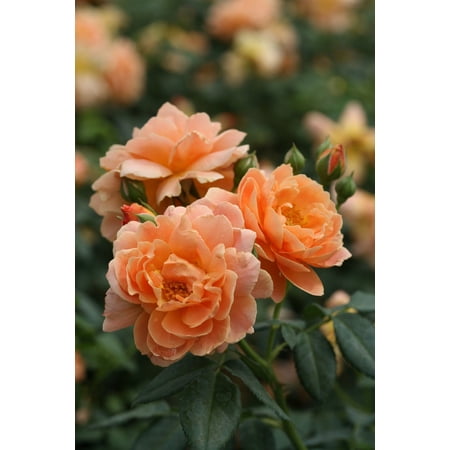 At Last® Rose Bush - 4" Pot - Fragrant - Proven Winners