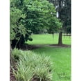 thumbnail image 3 of Nature's Way Farms Dianella Live Plant (18-24 in. Tall) in Grower Pot, 3 of 5