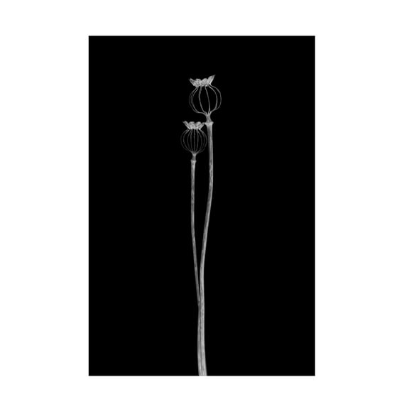 Canvas Wall Art - Lotte Gronkjar 'Poppy Pods' Wall Art for Living Room, Bedroom, or Office Décor by Trademark Fine Art - 12 x 19 Inches