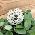 thumbnail image 3 of Hoya Mathilde, 6" Plant, The Plant Farm, 3 of 3