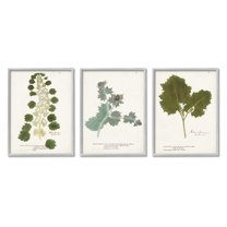 Stupell Industries Botanical Latin Study Detailed Wild Plant Leaves Graphic Art Gray Framed Art Print Wall Art, Set of 3, Design by World Art Group