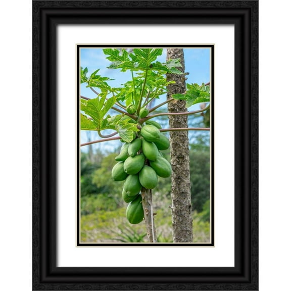 Engelbrecht, Lisa S. 17x24 Black Ornate Wood Framed with Double Matting Museum Art Print Titled - Papaya tree