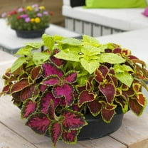 Outsidepride Coleus Fairway Mix - 400 Seeds