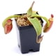 thumbnail image 4 of Tierra para macetas con musgo Sphagnum para plantas carnívoras, orquídeas, sarracenias, plantas de jarra y más, totalmente natural (4 cuartos de galón), 4 of 5
