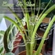 thumbnail image 5 of Billuyoard Plantas plásticas transparentes reutilizables del marco de la fijación de la planta que colocan el clip de bambú alto y orgulloso Jardín y Patio Tipo A, 5 of 6