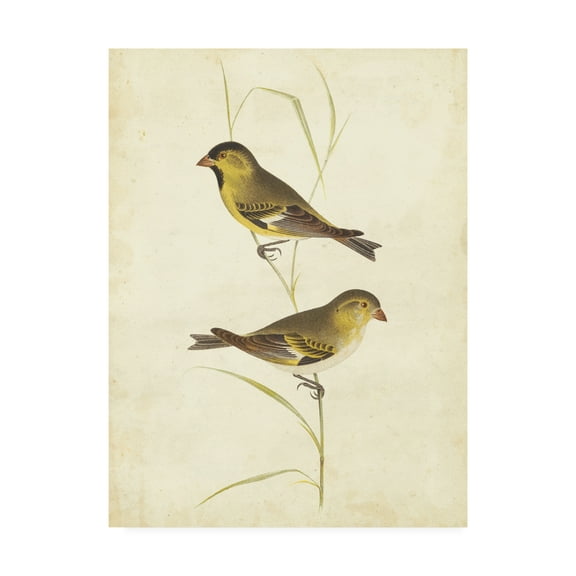 Trademark Fine Art 'Goldfinch Birds' Canvas Art by Cassin