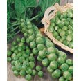 thumbnail image 4 of GSDWIUEW Brussels Sprouts Seeds, Long Island Variety, 300 Heirloom Seeds, Cold-Weather Vegetable, 4 of 5