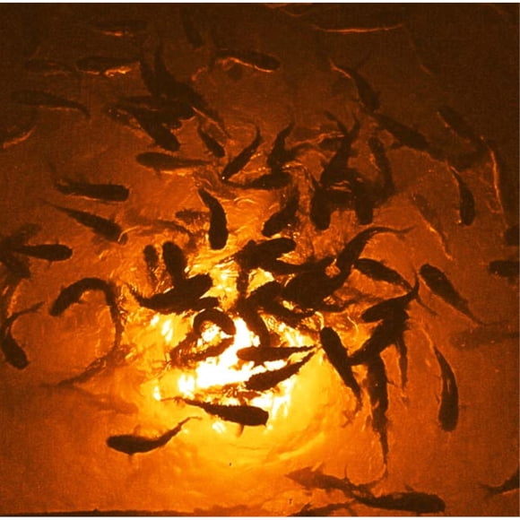Système Underwater LED Lighting Méga-Watt Orange (Cordon d'Alimentation de 80 Pieds)