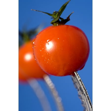 Cherry Tomatoes Stretched Canvas - John Short  Design Pics (24 x