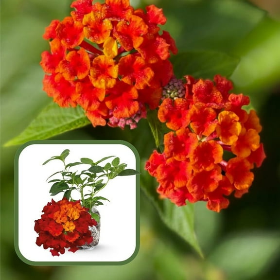 Set 2 Red Live Lantana Live Plants 4-8 Inch, Lantana Plant Live for Outdoor Planting