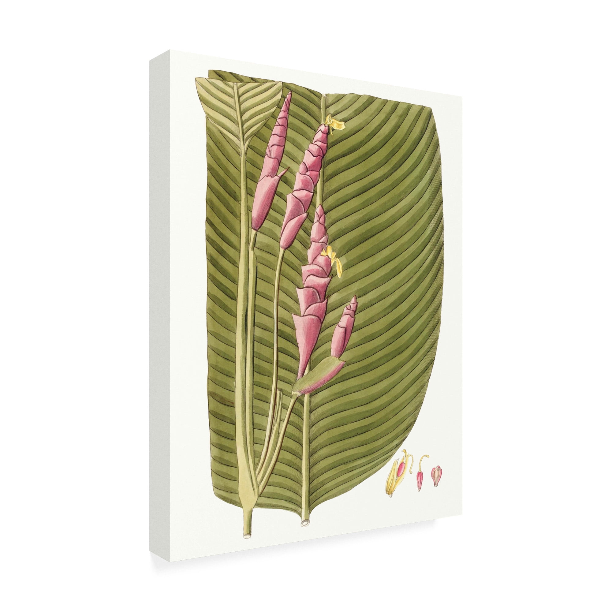 Trademark Fine Art 'Leaves of the Tropics I' Canvas Art by Vision Studio