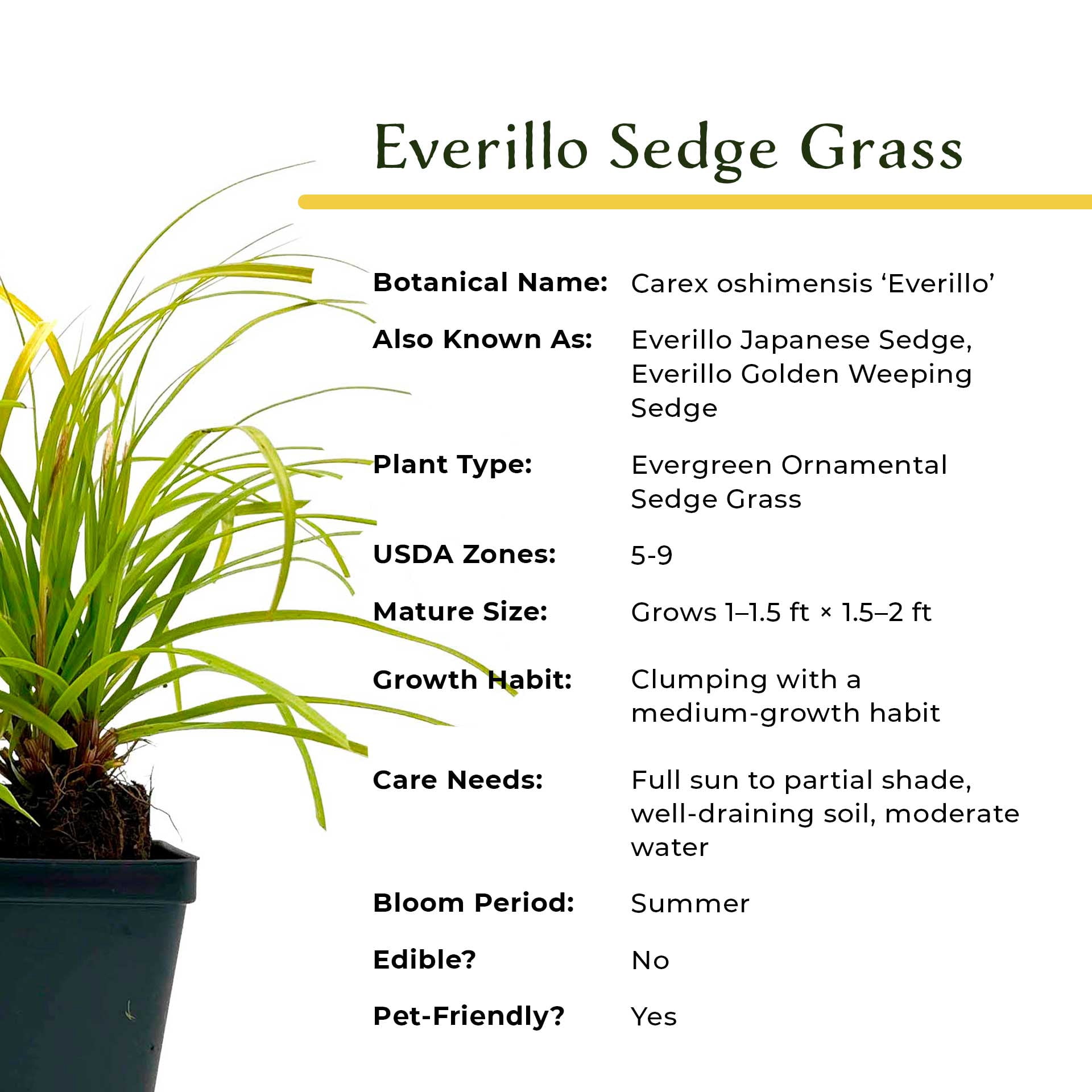 6 Everillo Sedge Grass – Evergreen Clumping Ornamental Grass with Arching Golden Foliage for Shade, Borders & Containers (Carex oshimensis ‘Everillo’) in 3.5″ Cubes, Live Plants