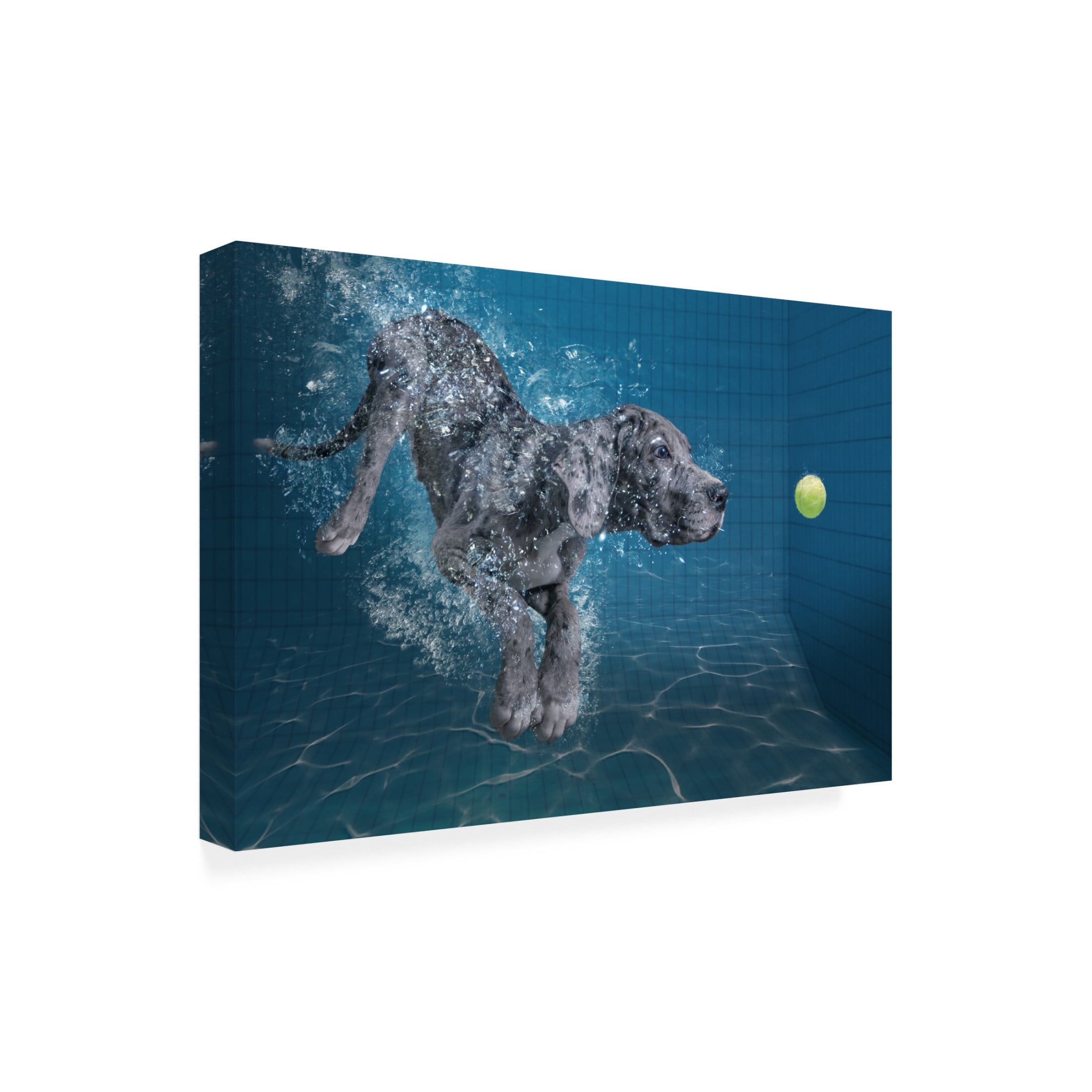 Trademark Fine Art Marcel Egger  SplashDog Canvas Wall Art