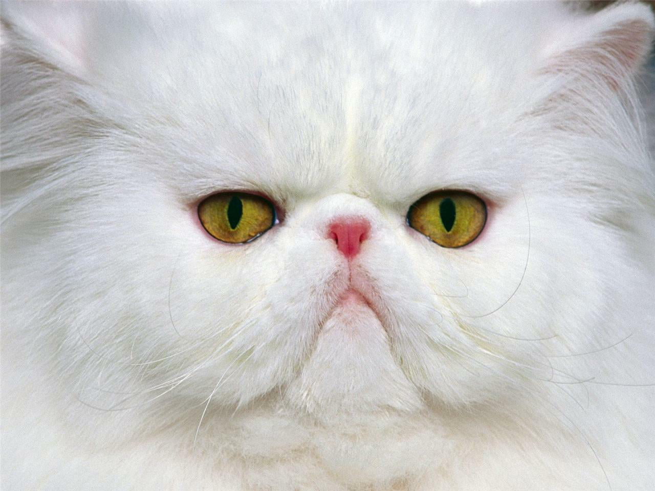 ARTCANVAS Persian Cat Breed White Canvas Art Print